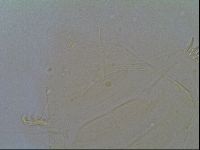 Multipseudechiniscus raneyi image