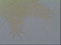Multipseudechiniscus raneyi image