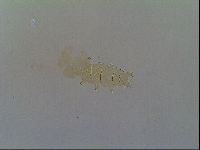 Multipseudechiniscus raneyi image