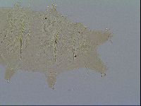 Multipseudechiniscus raneyi image