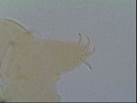 Multipseudechiniscus raneyi image