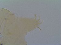 Multipseudechiniscus raneyi image