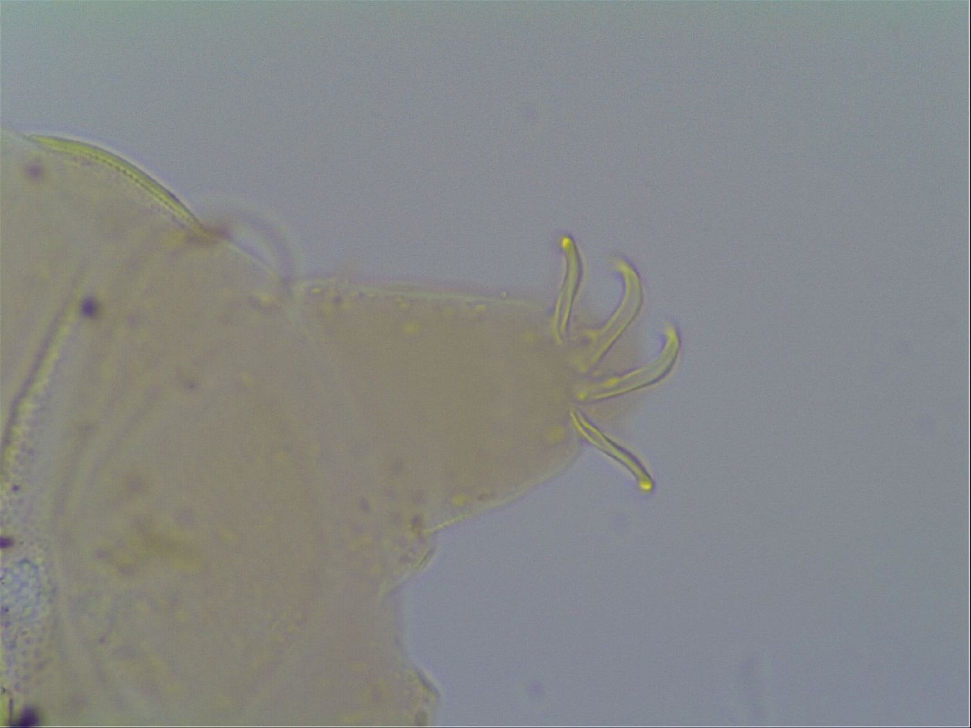 Multipseudechiniscus raneyi image