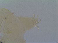 Multipseudechiniscus raneyi image