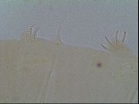 Multipseudechiniscus raneyi image