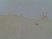 Multipseudechiniscus raneyi image