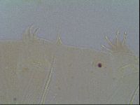 Multipseudechiniscus raneyi image