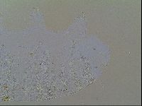 Multipseudechiniscus raneyi image