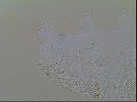Multipseudechiniscus raneyi image