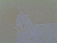 Multipseudechiniscus raneyi image