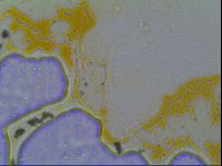 Multipseudechiniscus raneyi image