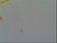 Multipseudechiniscus raneyi image