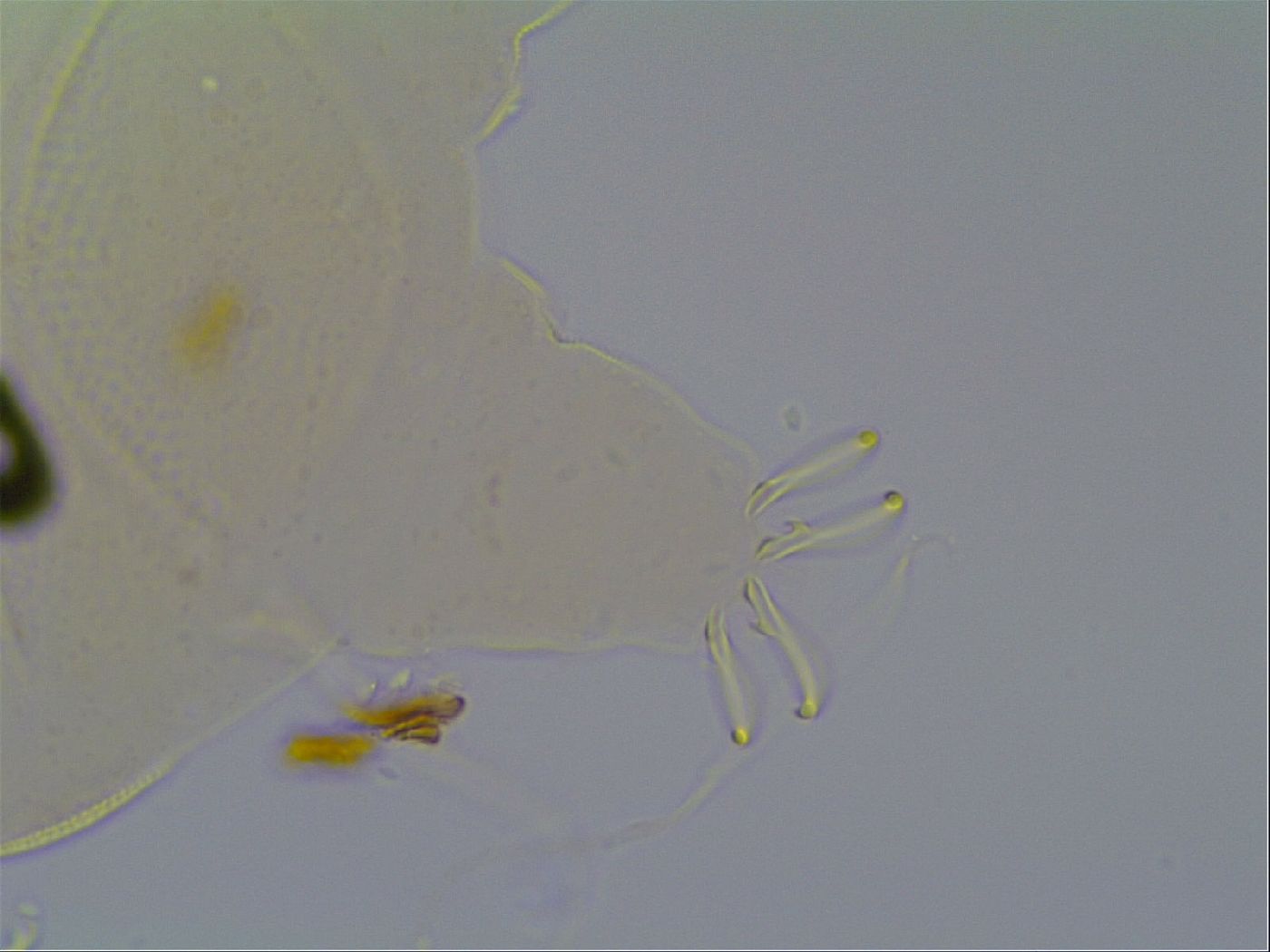 Multipseudechiniscus raneyi image