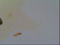 Multipseudechiniscus raneyi image