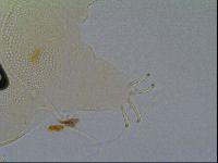 Multipseudechiniscus raneyi image