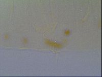 Multipseudechiniscus raneyi image
