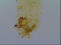 Multipseudechiniscus raneyi image