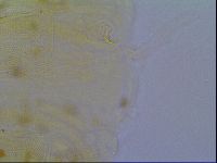 Multipseudechiniscus raneyi image