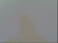 Multipseudechiniscus raneyi image