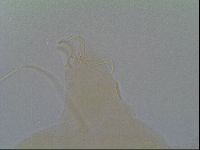 Multipseudechiniscus raneyi image