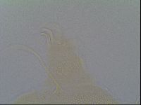 Multipseudechiniscus raneyi image