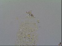 Multipseudechiniscus raneyi image