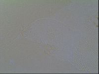 Multipseudechiniscus raneyi image