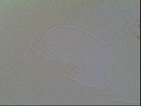 Multipseudechiniscus raneyi image