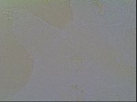 Multipseudechiniscus raneyi image