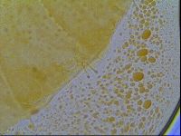 Multipseudechiniscus raneyi image