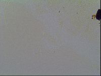 Multipseudechiniscus raneyi image