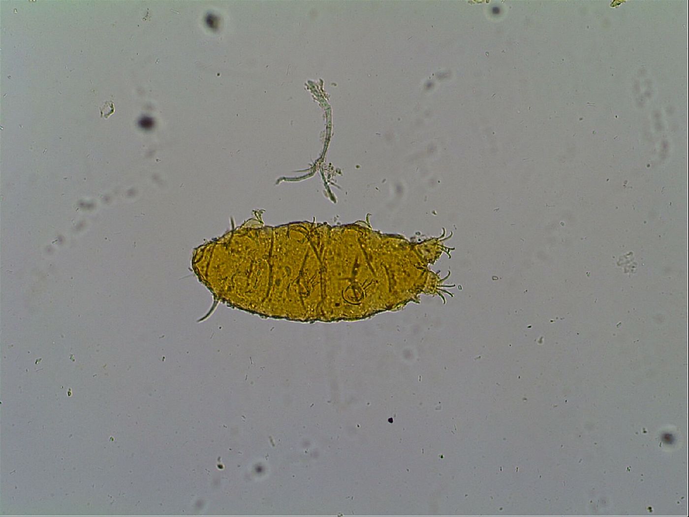 Cornechiniscus ceratophorus image