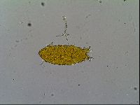 Cornechiniscus ceratophorus image