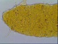 Cornechiniscus ceratophorus image