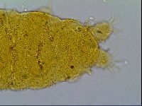 Media resource of Cornechiniscus ceratophorus