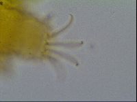 Cornechiniscus ceratophorus image
