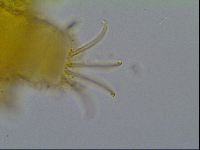 Cornechiniscus ceratophorus image