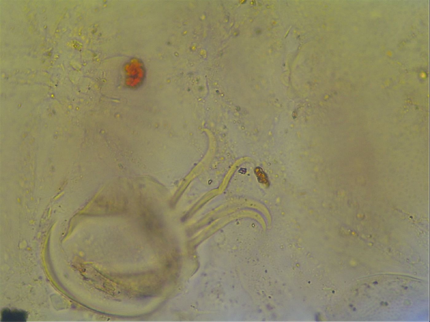 Cornechiniscus ceratophorus image