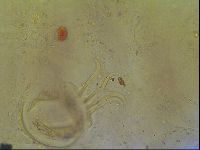 Cornechiniscus ceratophorus image