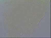 Pseudechiniscus ramazzottii image