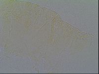 Pseudechiniscus ramazzottii facettalis image