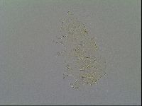 Pseudechiniscus ramazzottii facettalis image