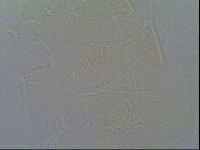 Pseudechiniscus ramazzottii facettalis image