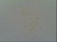 Pseudechiniscus ramazzottii image