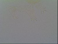 Pseudechiniscus ramazzottii image
