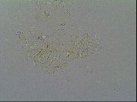 Pseudechiniscus ramazzottii image