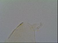 Pseudechiniscus ramazzottii facettalis image