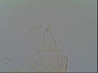 Pseudechiniscus ramazzottii image