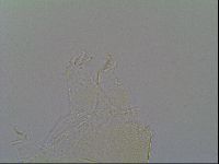 Pseudechiniscus ramazzottii facettalis image