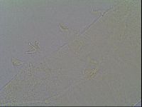 Pseudechiniscus ramazzottii image